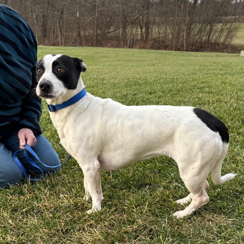 Enlarge Pita, a Adoptable mixed breed in Farmersville, OH image 3/4