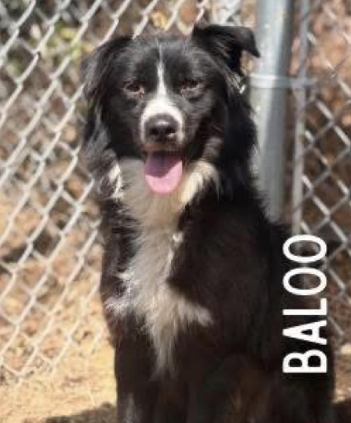 Enlarge Baloo, a Adoptable mixed breed in Crystal Lake, IL image 2/4