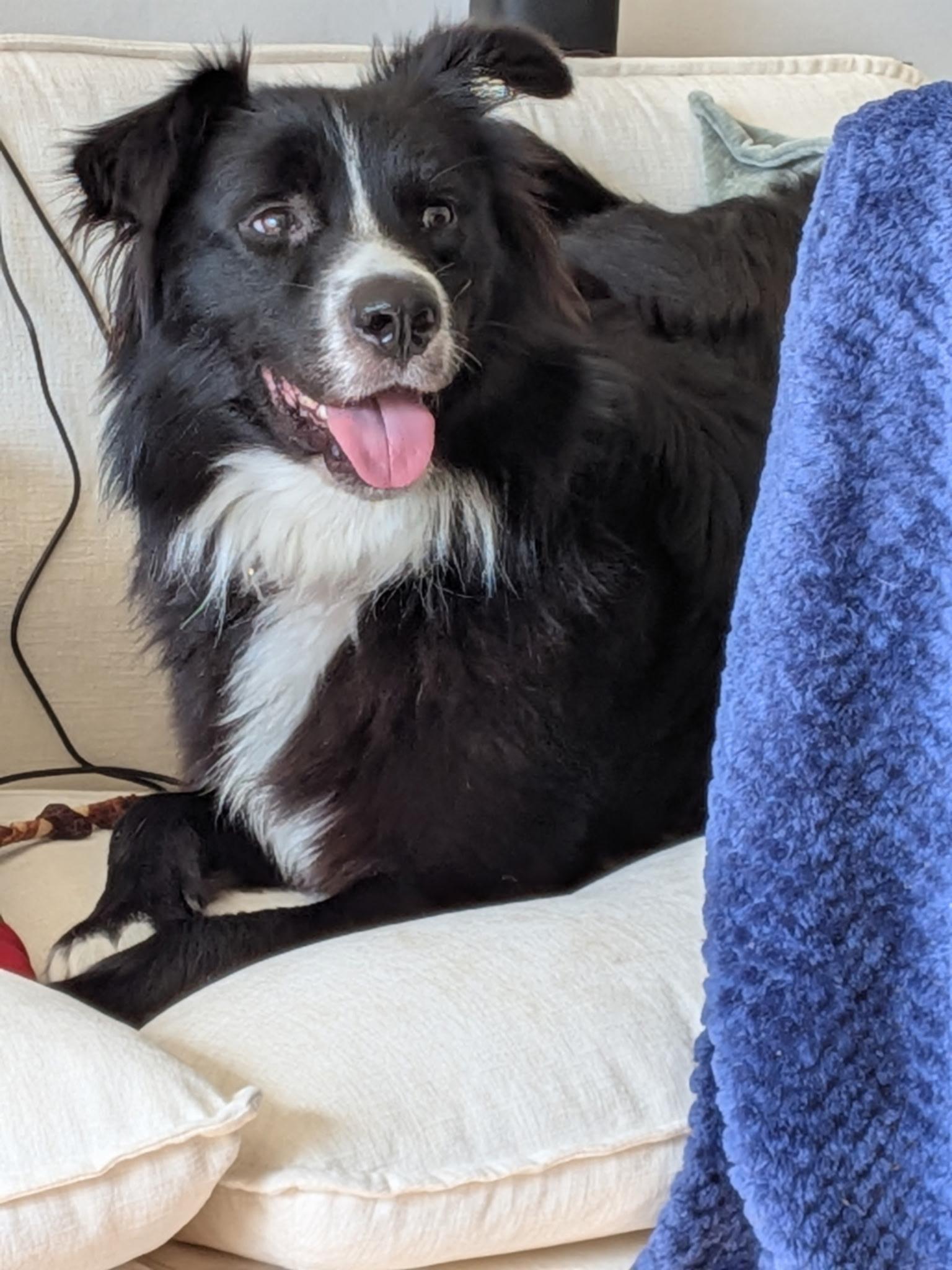 Enlarge Baloo, a Adoptable mixed breed in Crystal Lake, IL image 3/4