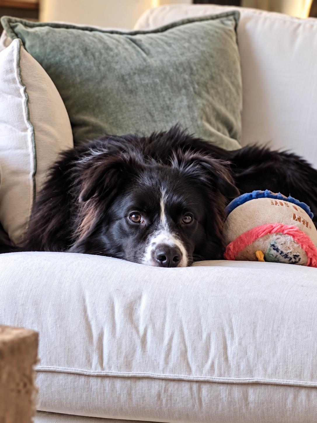 Enlarge Baloo, a Adoptable mixed breed in Crystal Lake, IL image 4/4