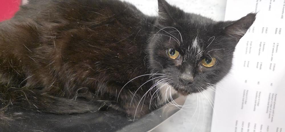 Enlarge Tamaki, a Adoptable mixed breed in Wellington, KS image 1/3