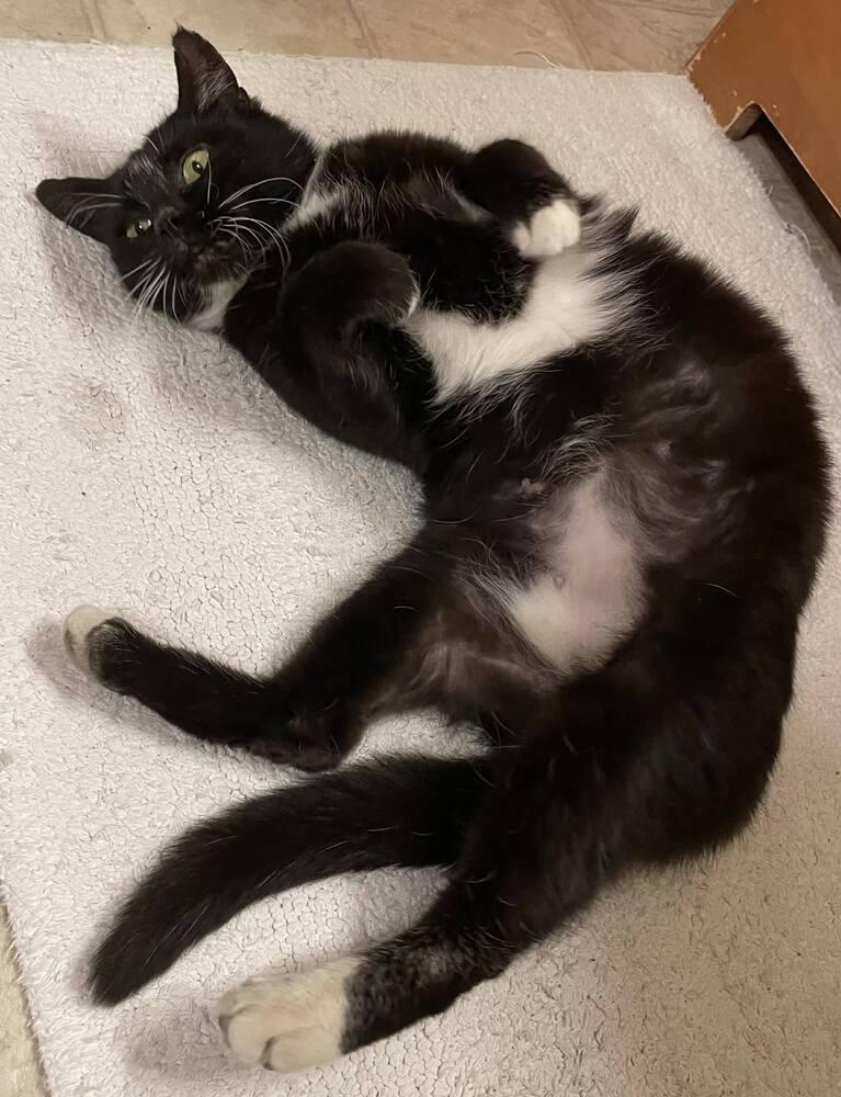 Enlarge Tamaki, a Adoptable mixed breed in Wellington, KS image 2/3