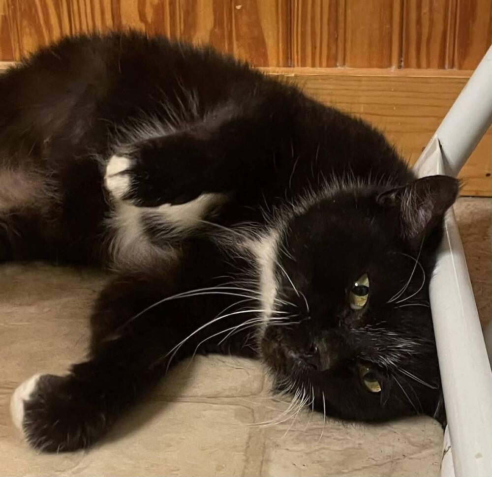 Enlarge Tamaki, a Adoptable mixed breed in Wellington, KS image 3/3