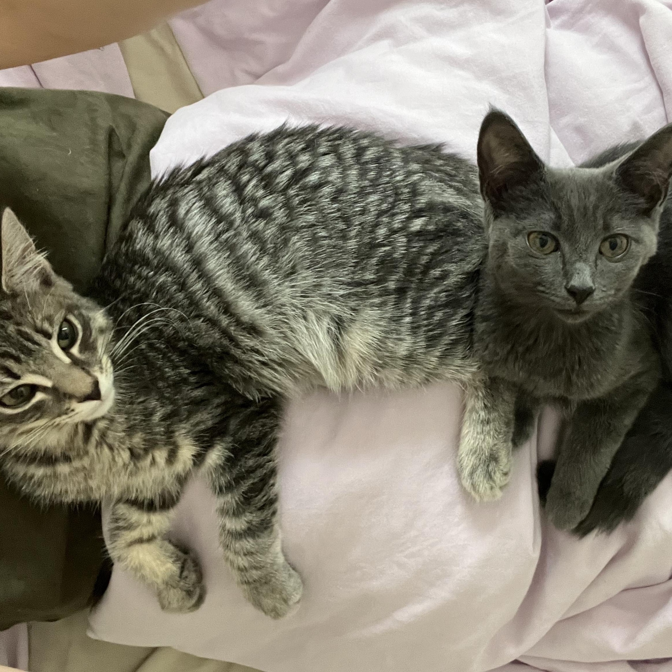 Aelin & Dorian, ADOPTABLE, Kitten Male Domestic Short Hair.