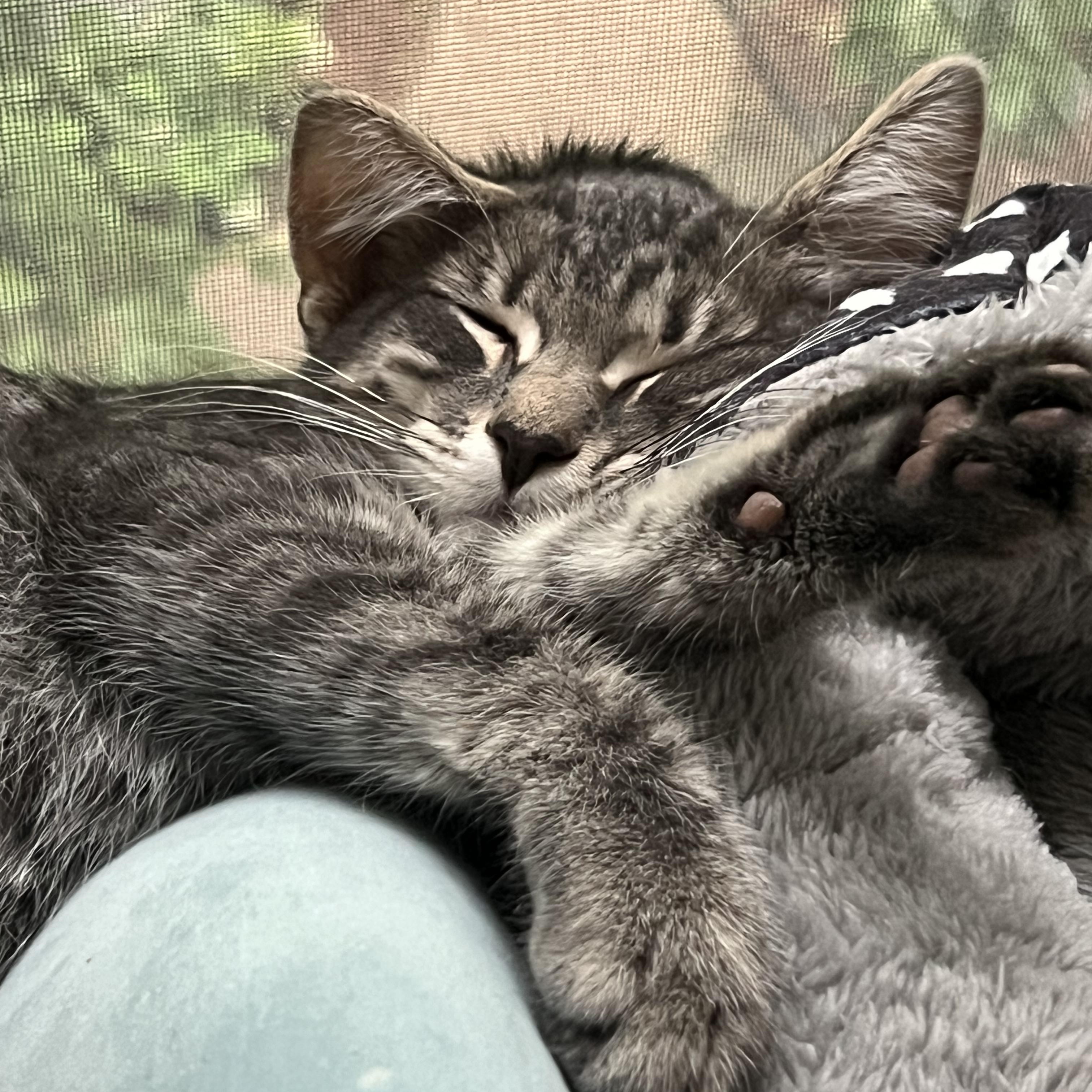 Enlarge Aelin & Dorian, a ADOPTABLE Domestic Short Hair in Waltham, MA image 3/4