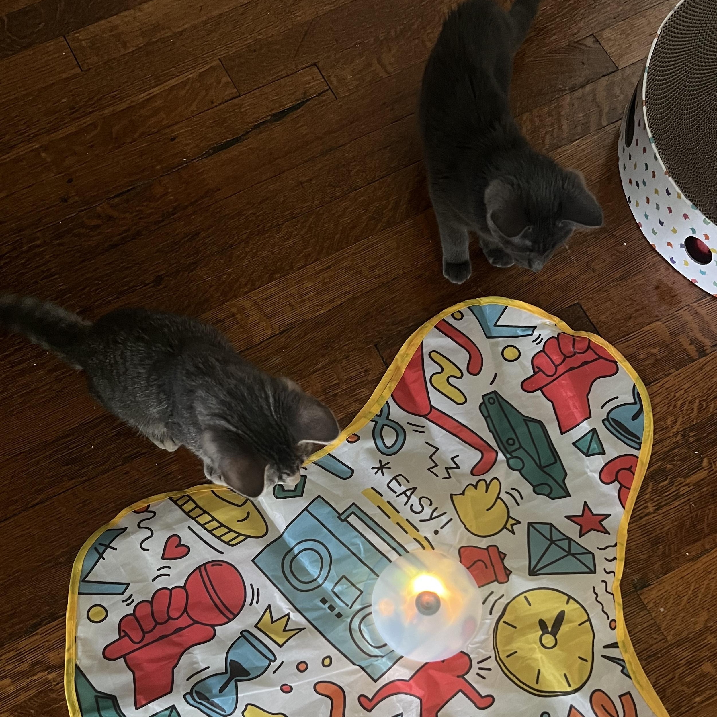 Enlarge Aelin & Dorian, a ADOPTABLE Domestic Short Hair in Waltham, MA image 4/4