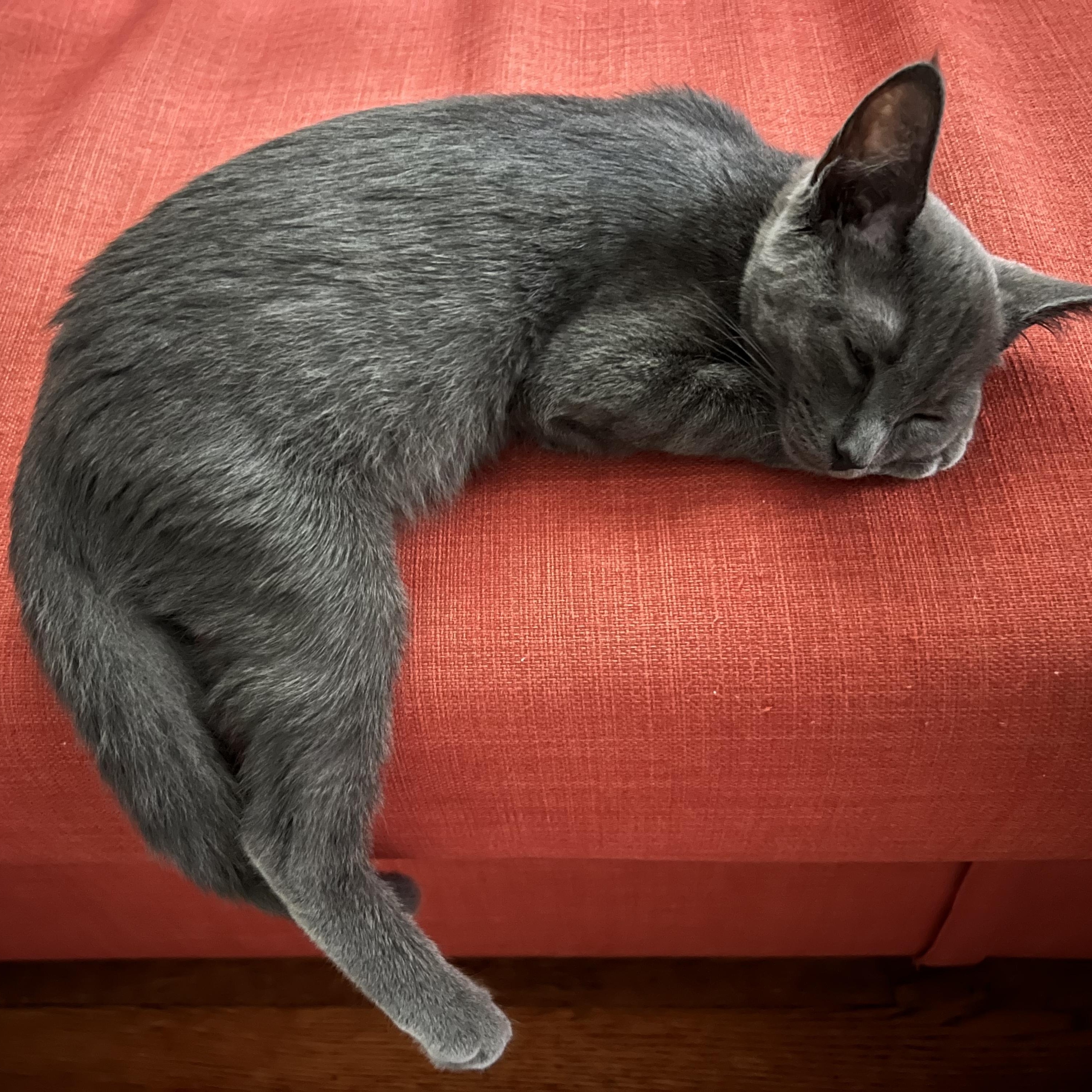Enlarge Aelin & Dorian, a ADOPTABLE Domestic Short Hair in Waltham, MA image 2/4