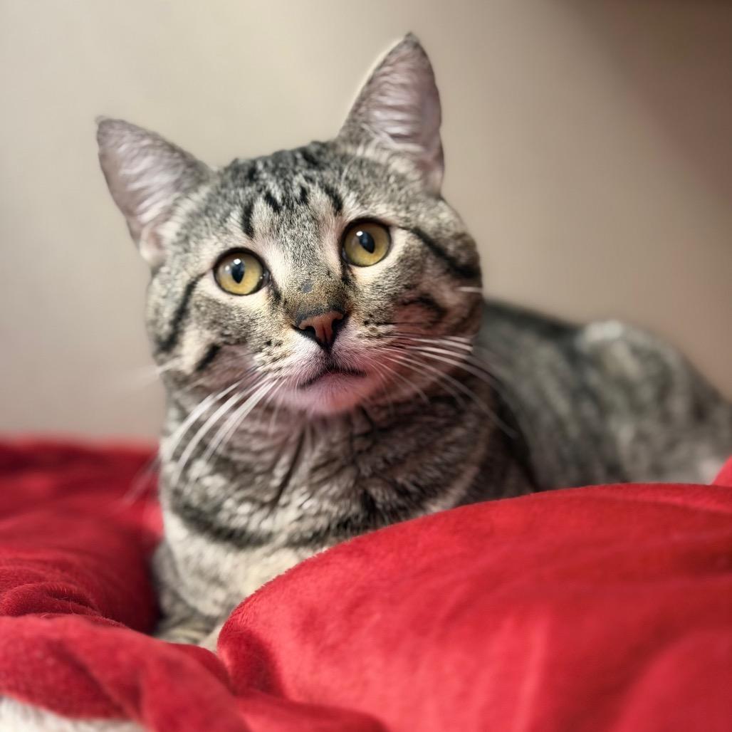 Enlarge Flamingo, a Adoptable Domestic Short Hair in Rifle, CO image 1/5