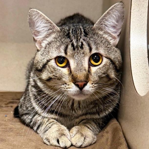 Enlarge Flamingo, a Adoptable Domestic Short Hair in Rifle, CO image 2/5