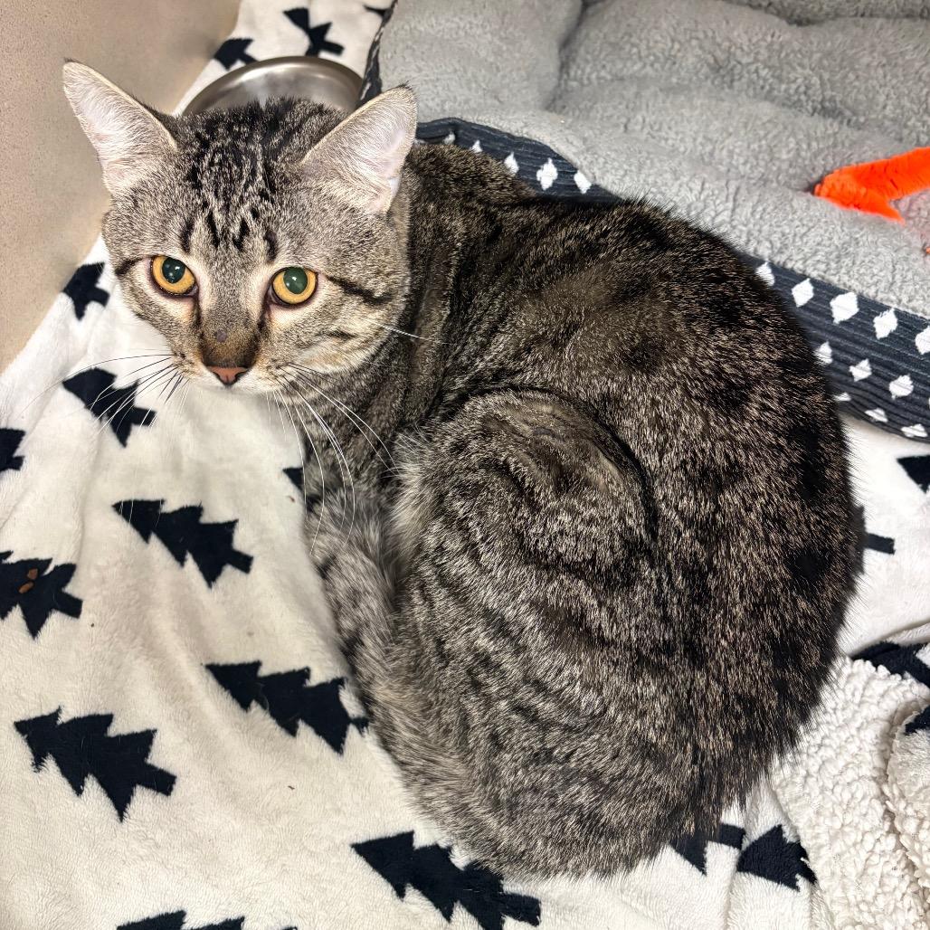 Enlarge Flamingo, a Adoptable Domestic Short Hair in Rifle, CO image 3/5