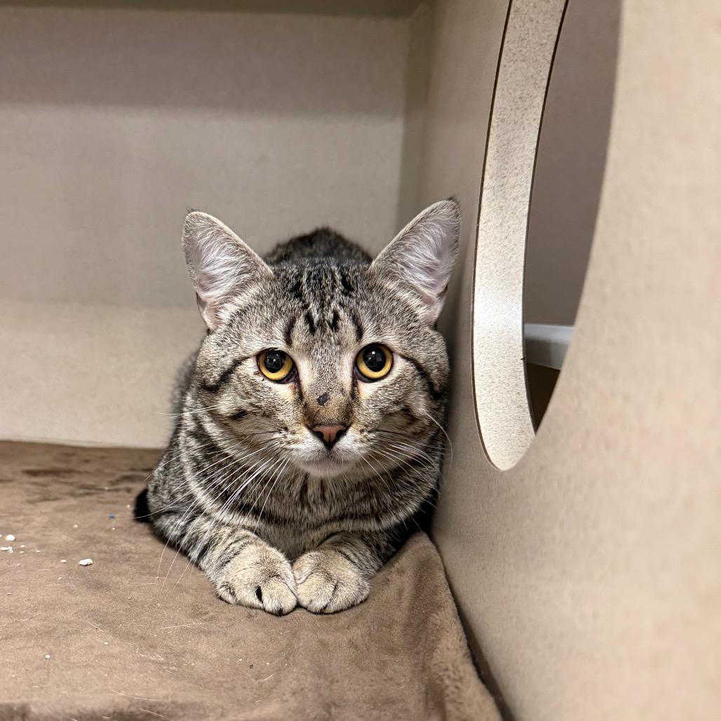 Enlarge Flamingo, a Adoptable Domestic Short Hair in Rifle, CO image 4/5