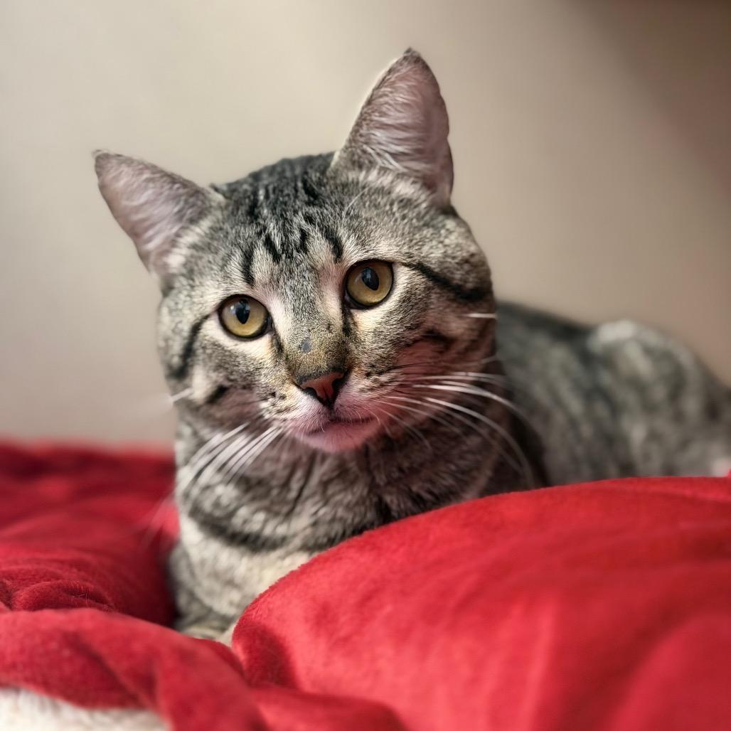 Enlarge Flamingo, a Adoptable Domestic Short Hair in Rifle, CO image 5/5