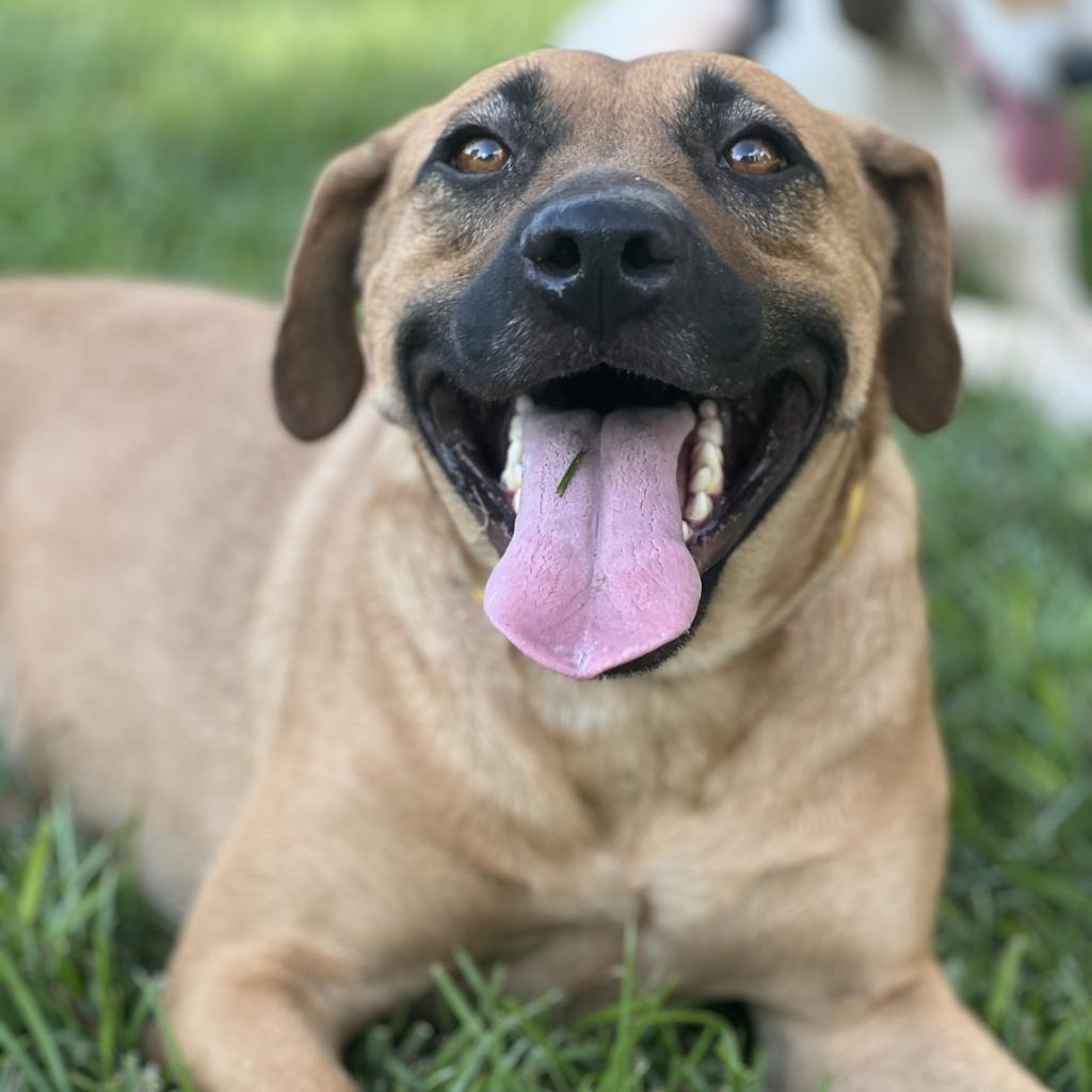 Daisy, Adoptable, Adult Female Black Mouth Cur.