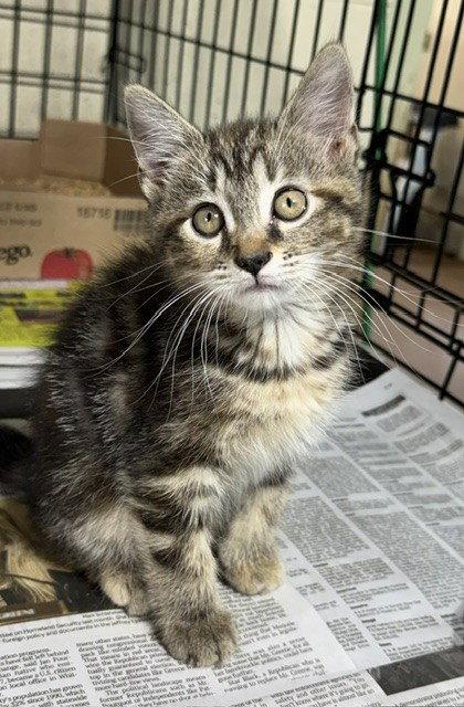 Nadja, a Adopted Domestic Medium Hair in Apollo, PA image 1/2