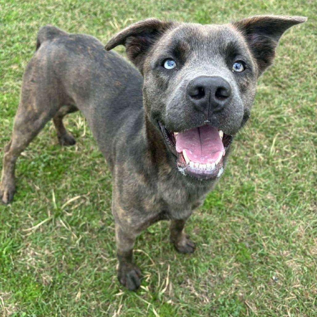 Enlarge Gregor, a Adoptable mixed breed in Tomah, WI image 3/6