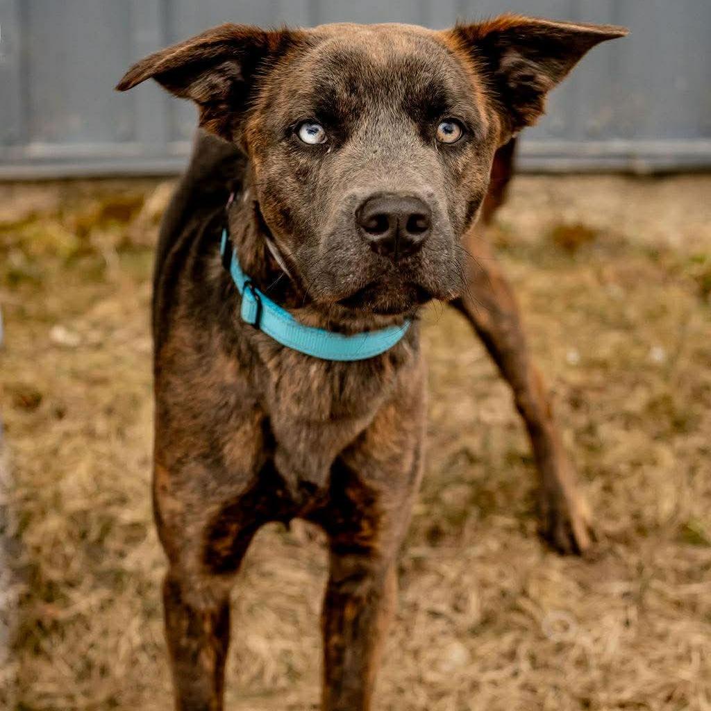 Enlarge Gregor, a Adoptable mixed breed in Tomah, WI image 4/6
