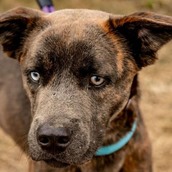 Enlarge Gregor, a Adoptable mixed breed in Tomah, WI image 5/6