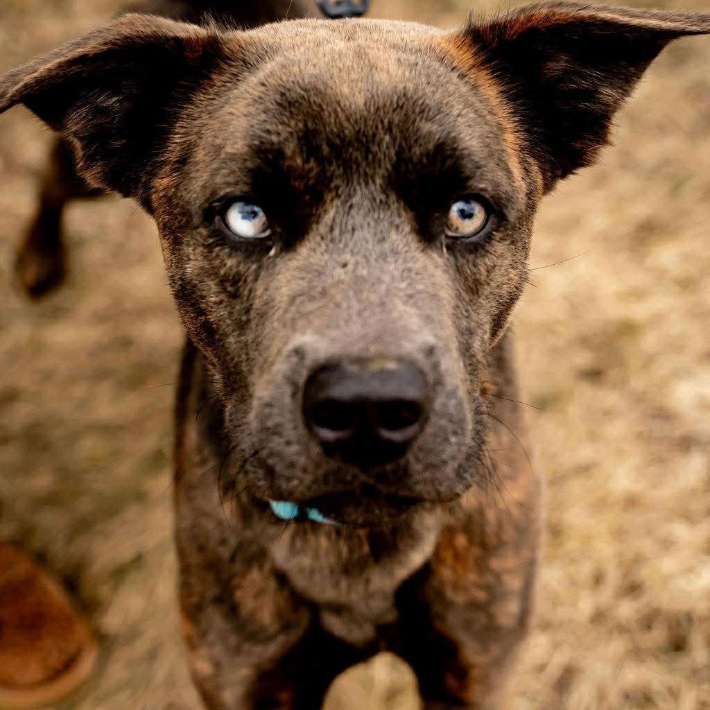 Enlarge Gregor, a Adoptable mixed breed in Tomah, WI image 6/6