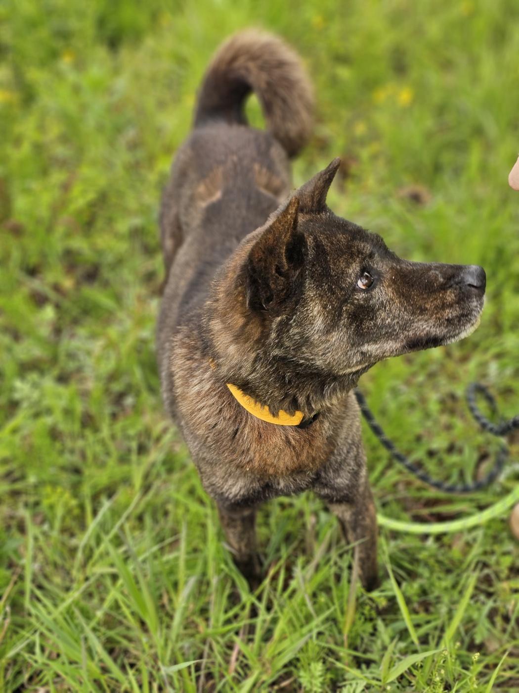 May, Adoptable, Adult Male Jindo.