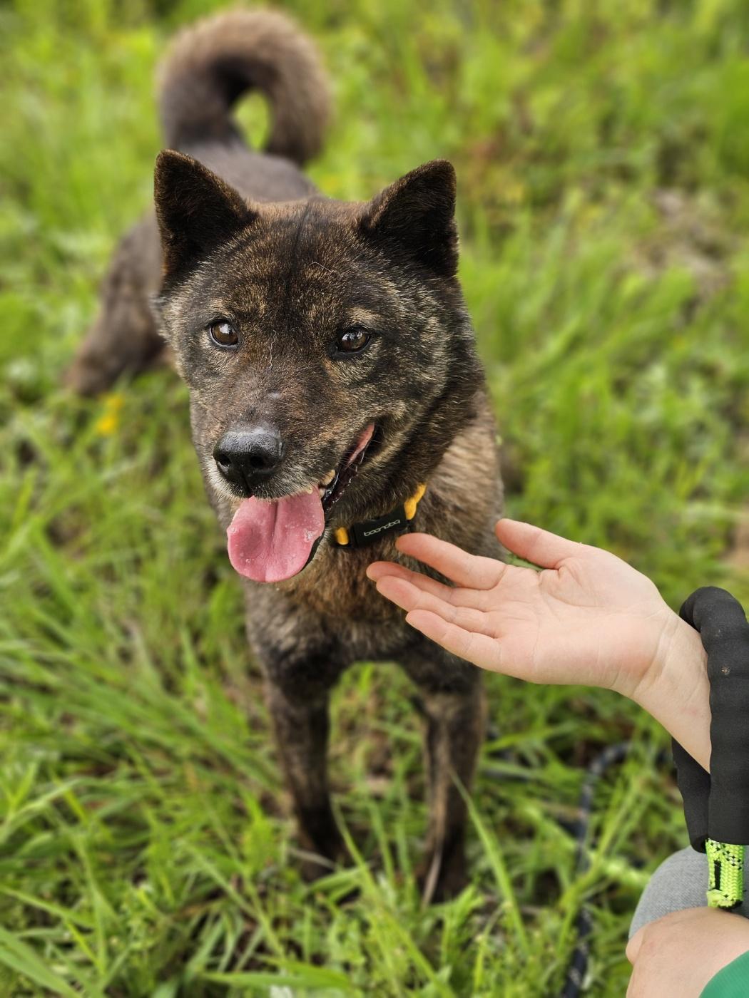 May, a Adoptable mixed breed in Centreville, VA image 2/5