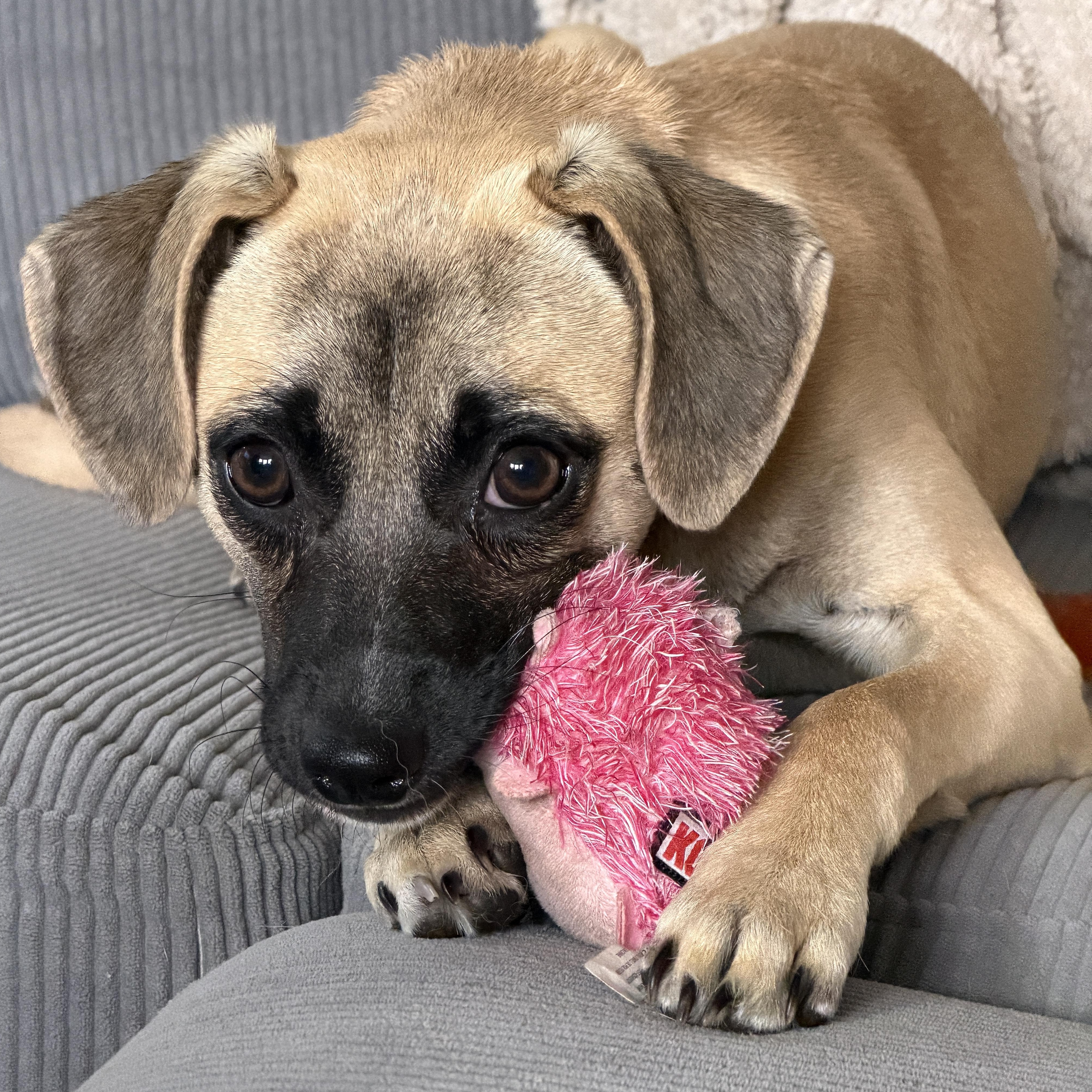 Lexus, a Adoptable mixed breed in Silvana, WA image 5/6