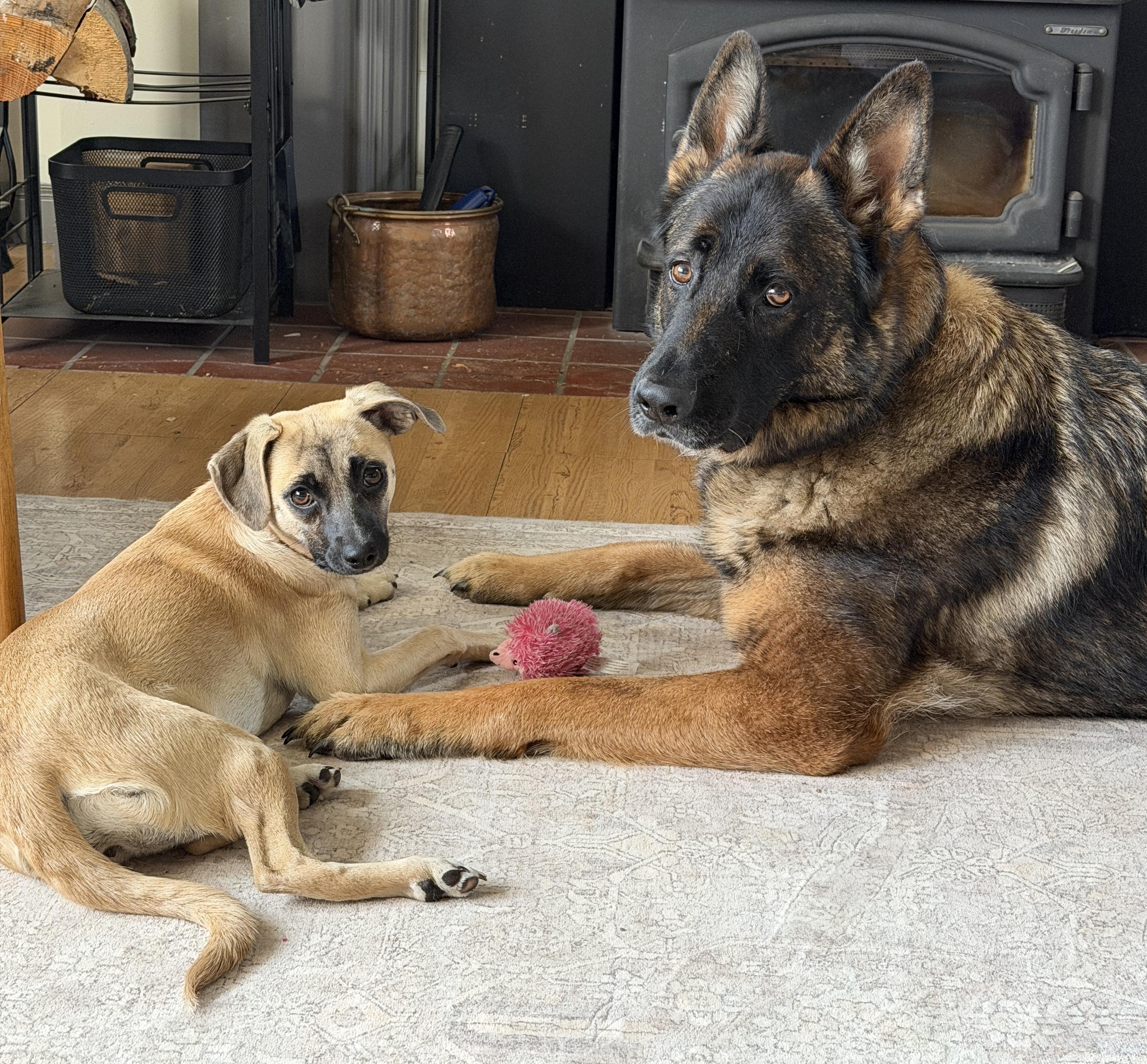 Lexus, a Adoptable mixed breed in Silvana, WA image 2/6