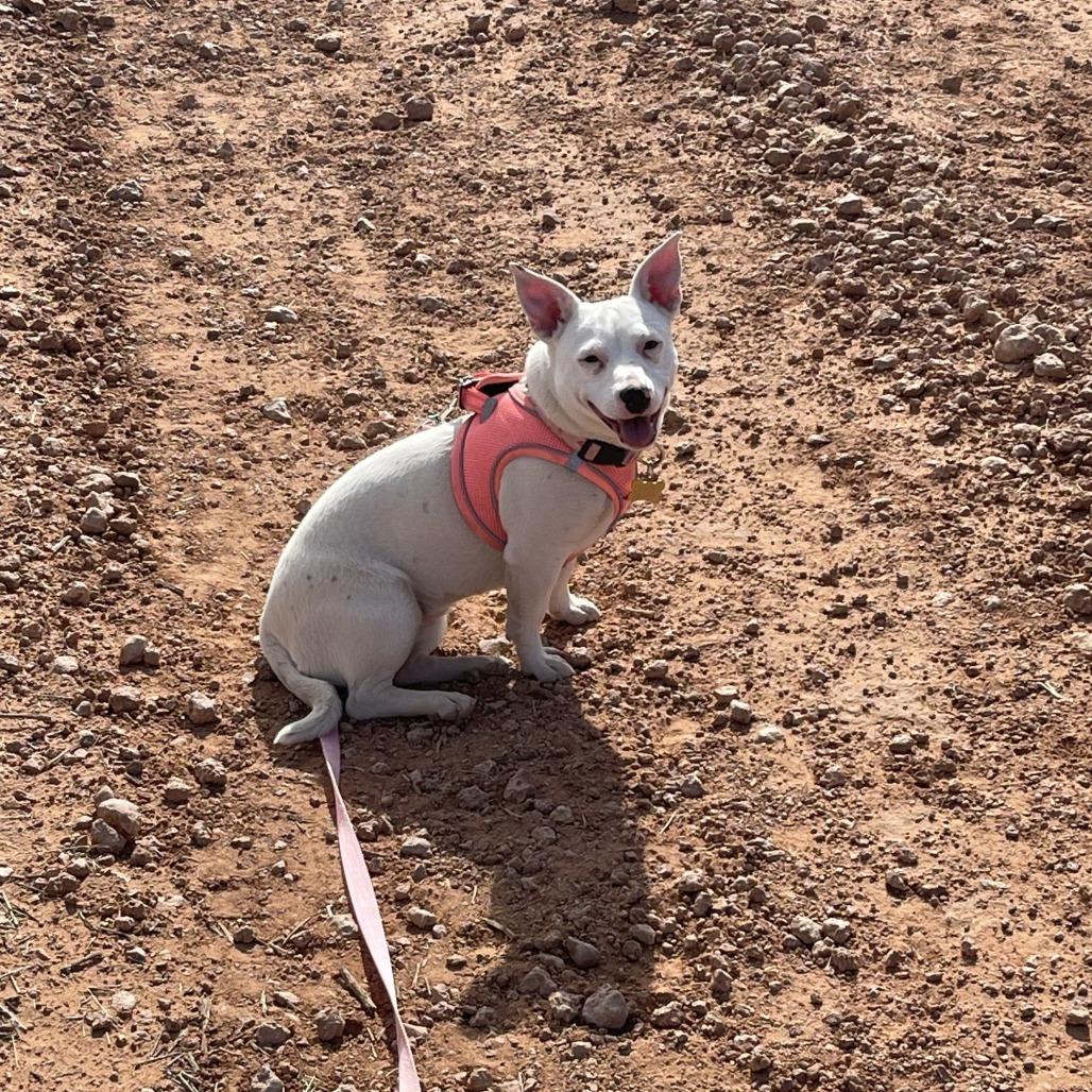 Diamond, Adoptable, Adult Female Chihuahua & Australian Cattle Dog / Blue Heeler.