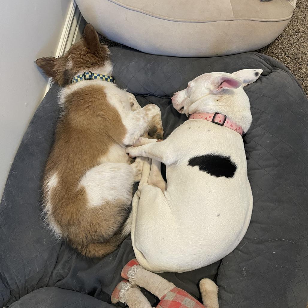 Enlarge Diamond, a Adoptable mixed breed in Kanab, UT image 2/6