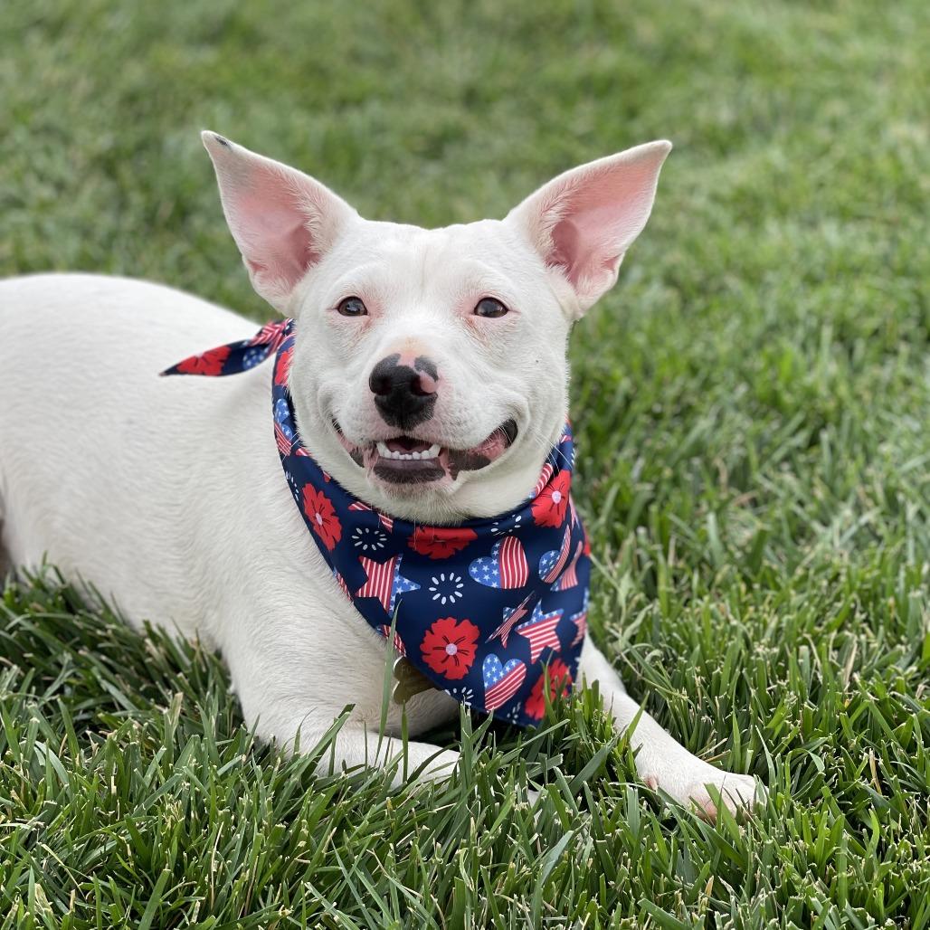 Enlarge Diamond, a Adoptable mixed breed in Kanab, UT image 3/6