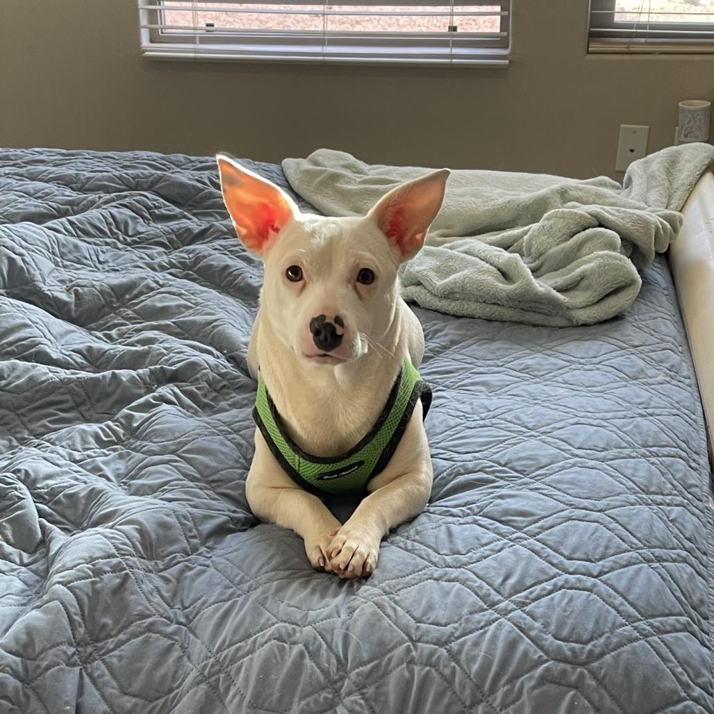 Enlarge Diamond, a Adoptable mixed breed in Kanab, UT image 6/6