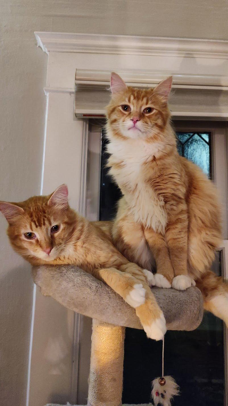 MIKEY & LEO 1778A- Offered by Owner - Bonded Boys, Adoptable, Adult Male Domestic Long Hair & Tabby.