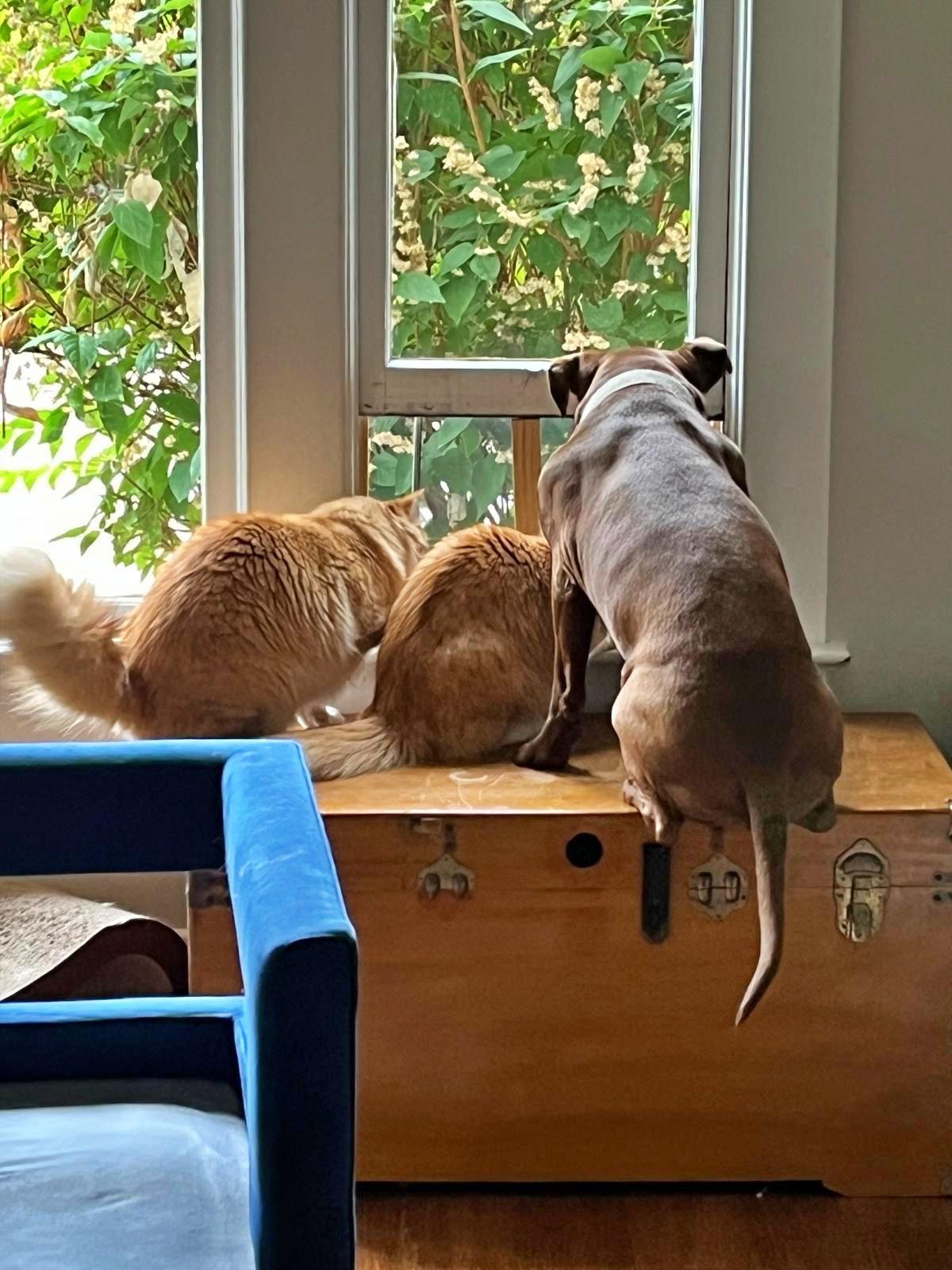 MIKEY & LEO 1778A- Offered by Owner - Bonded Boys, a Adoptable mixed breed in Hillsboro, OR image 2/3