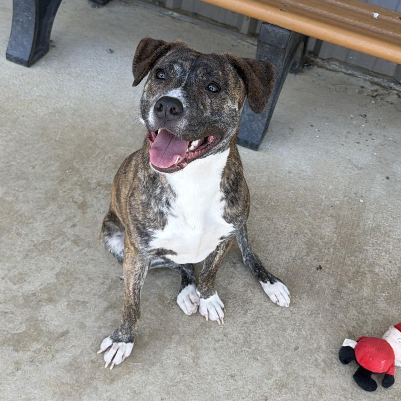 Ariel, a ADOPTABLE mixed breed in Paramus, NJ image 5/6