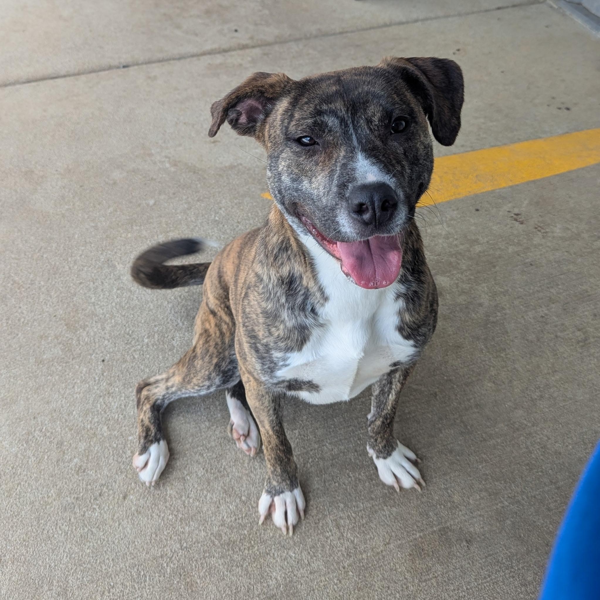 Ariel, ADOPTABLE, Adult Female Pit Bull Terrier & Hound.