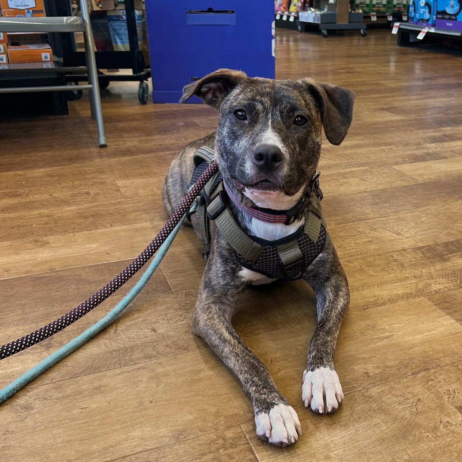 Ariel, ADOPTABLE, Young Female Pit Bull Terrier.