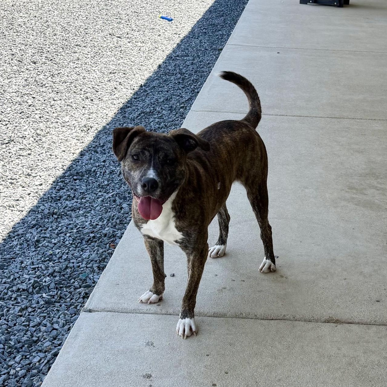 Ariel, a ADOPTABLE mixed breed in Paramus, NJ image 2/6