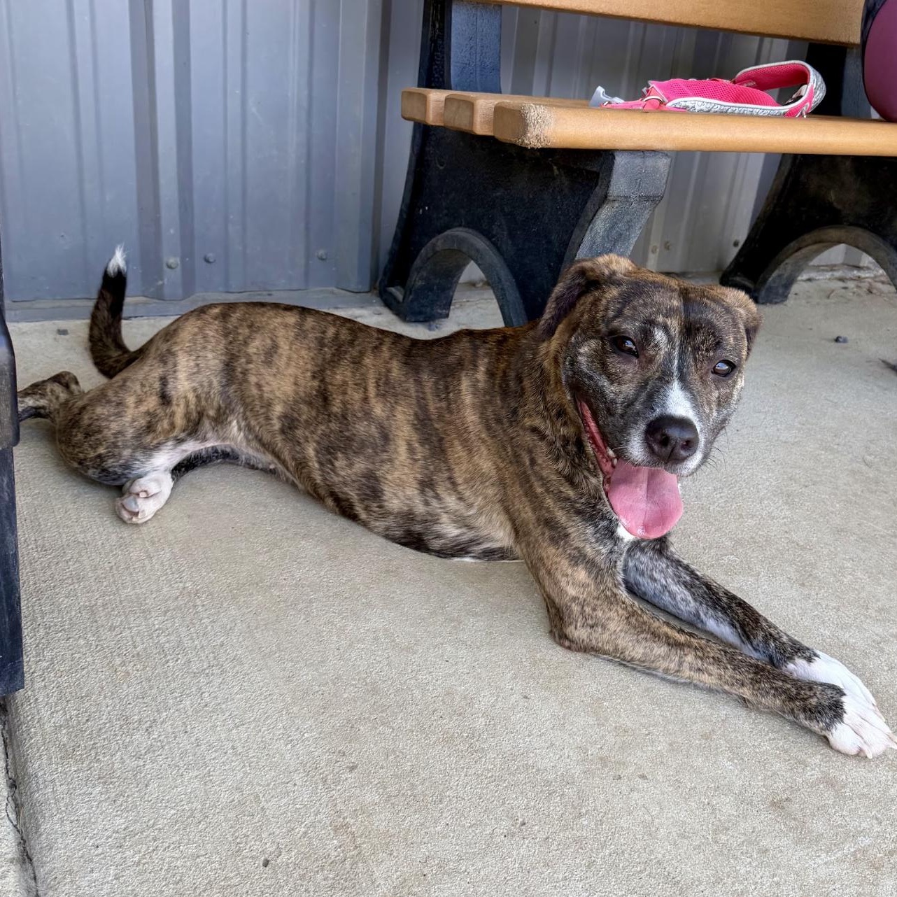 Ariel, a ADOPTABLE mixed breed in Paramus, NJ image 4/6