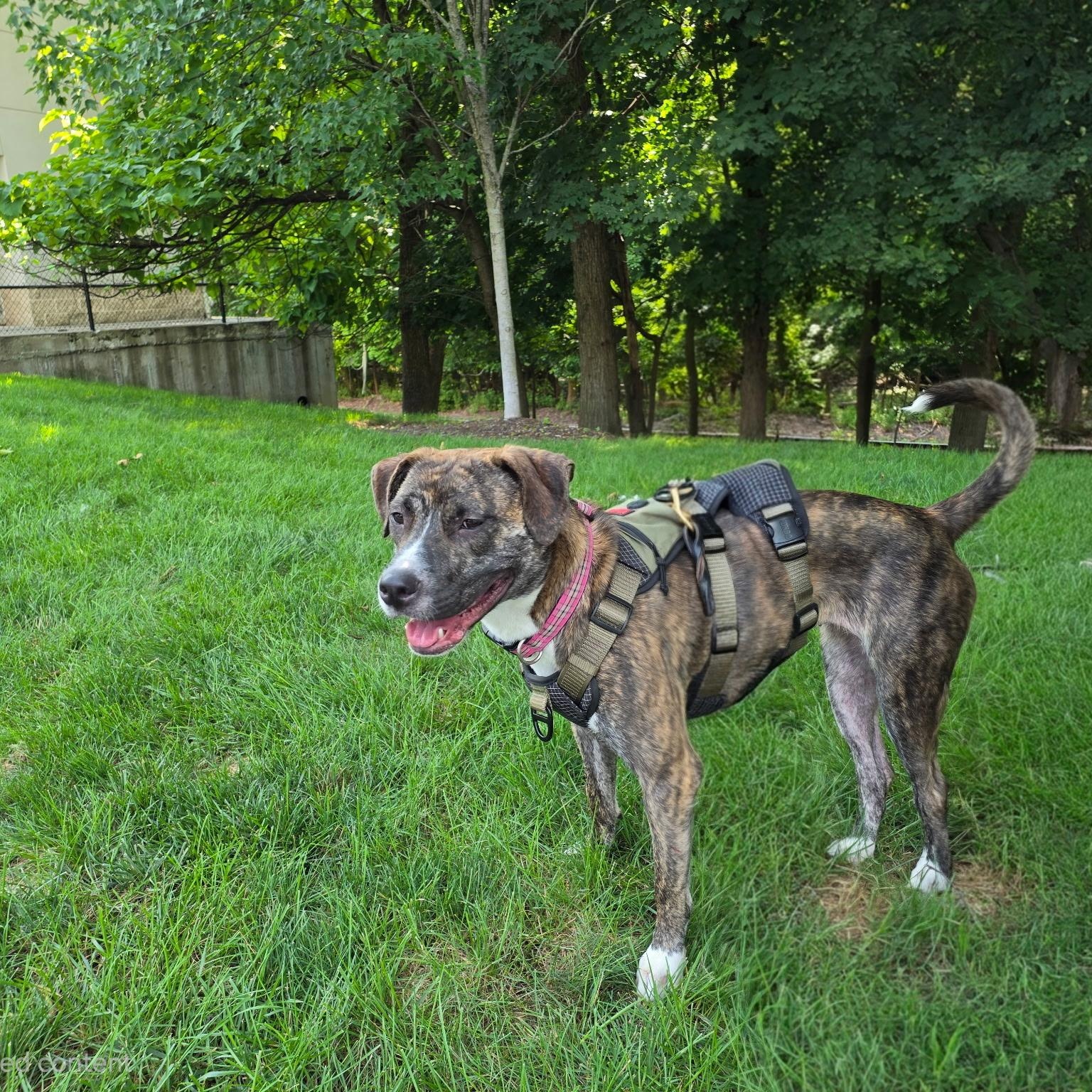Ariel, a ADOPTABLE Pit Bull Terrier in Paramus, NJ image 6/6