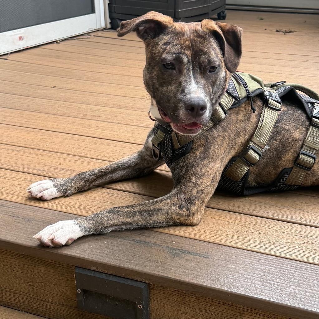 Ariel, a ADOPTABLE Pit Bull Terrier in Paramus, NJ image 6/6
