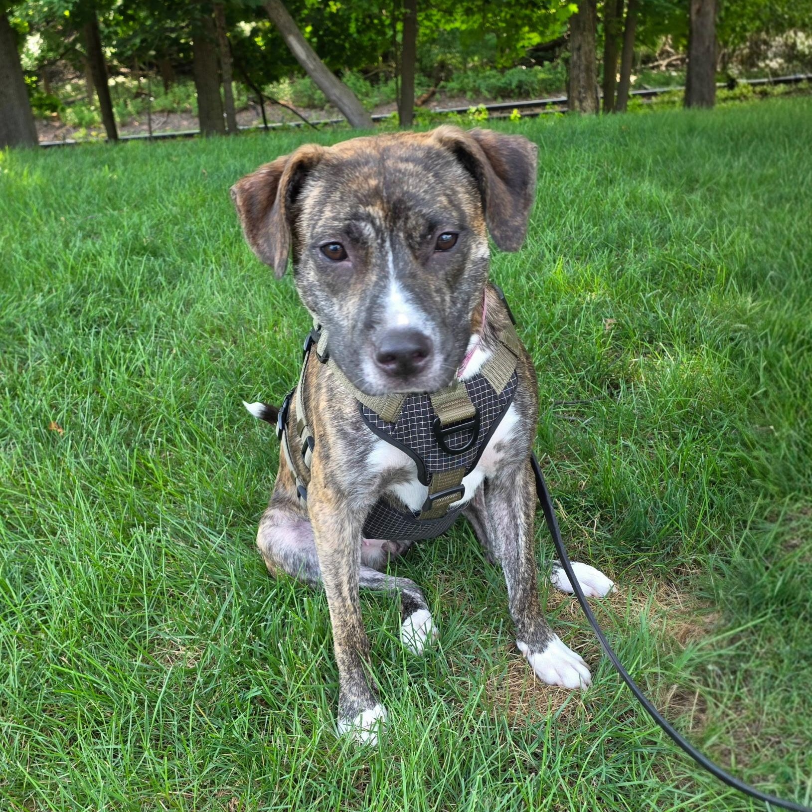 Ariel, a ADOPTABLE Pit Bull Terrier in Paramus, NJ image 4/6
