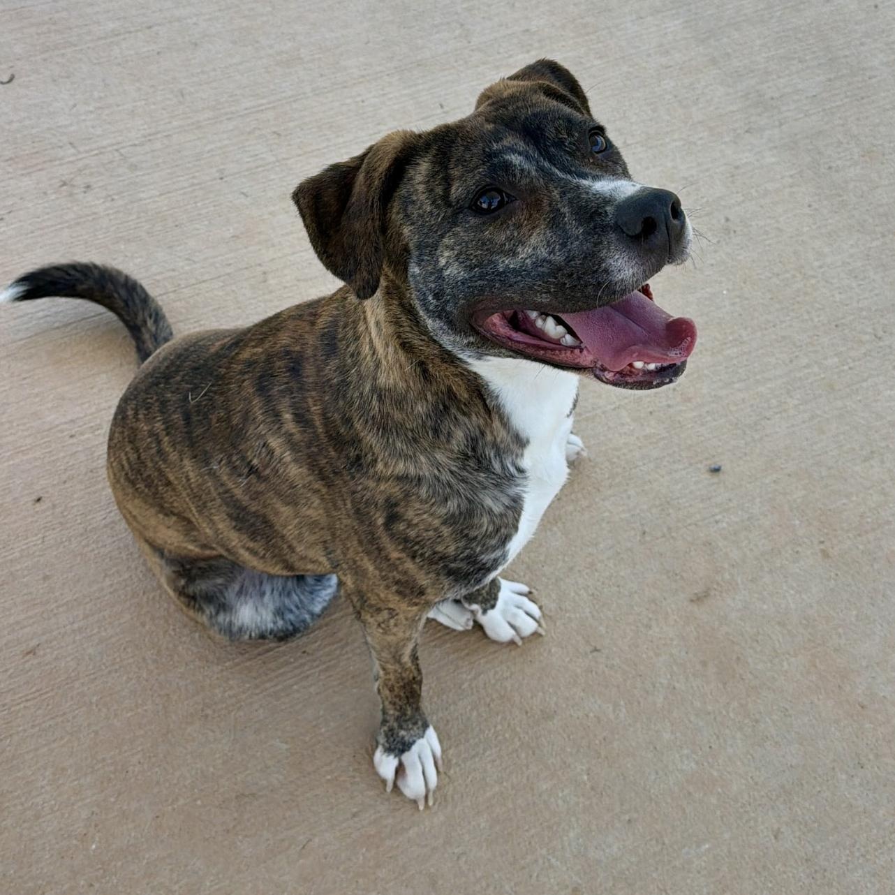 Ariel, a ADOPTABLE mixed breed in Paramus, NJ image 3/6