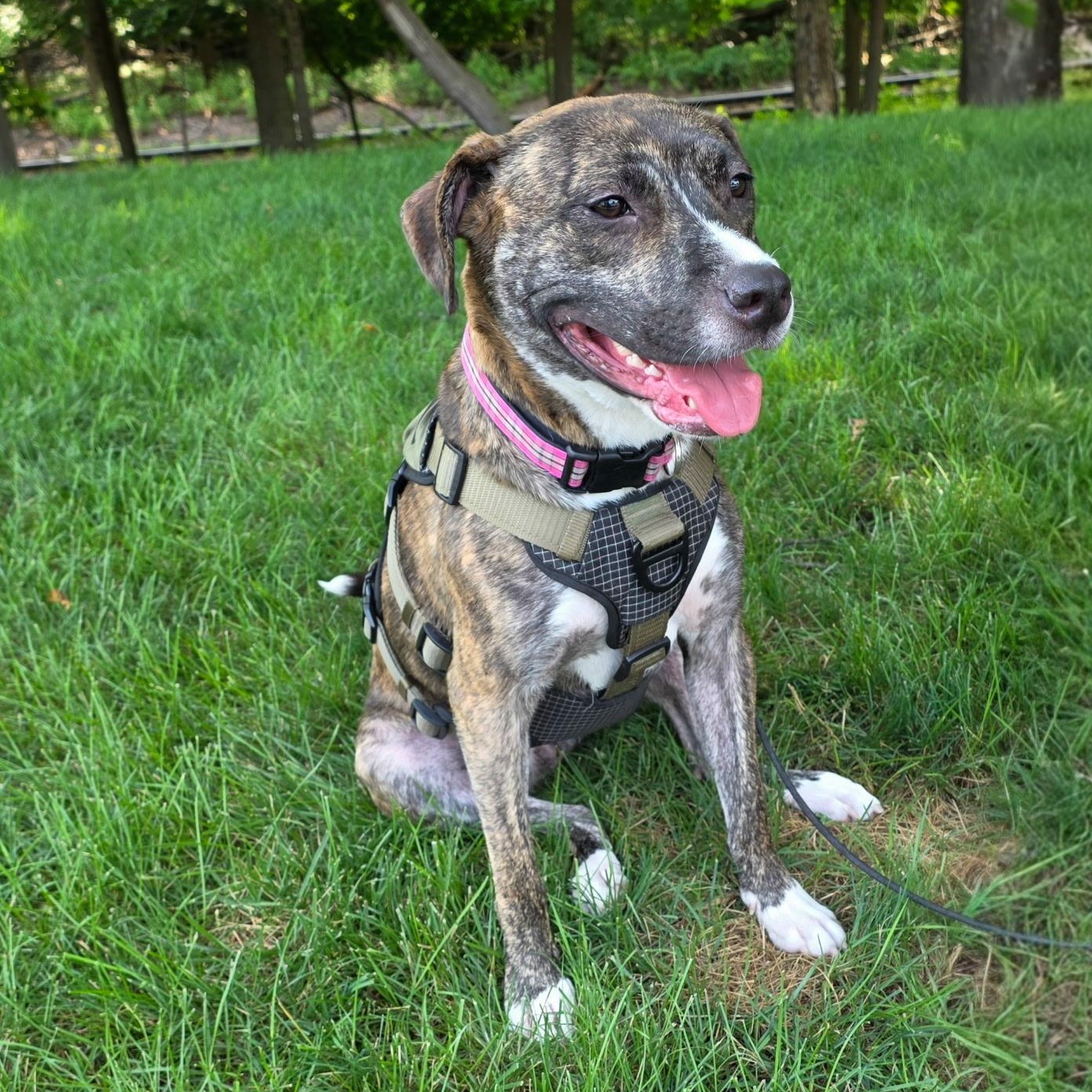 Ariel, a ADOPTABLE Pit Bull Terrier in Paramus, NJ image 2/6