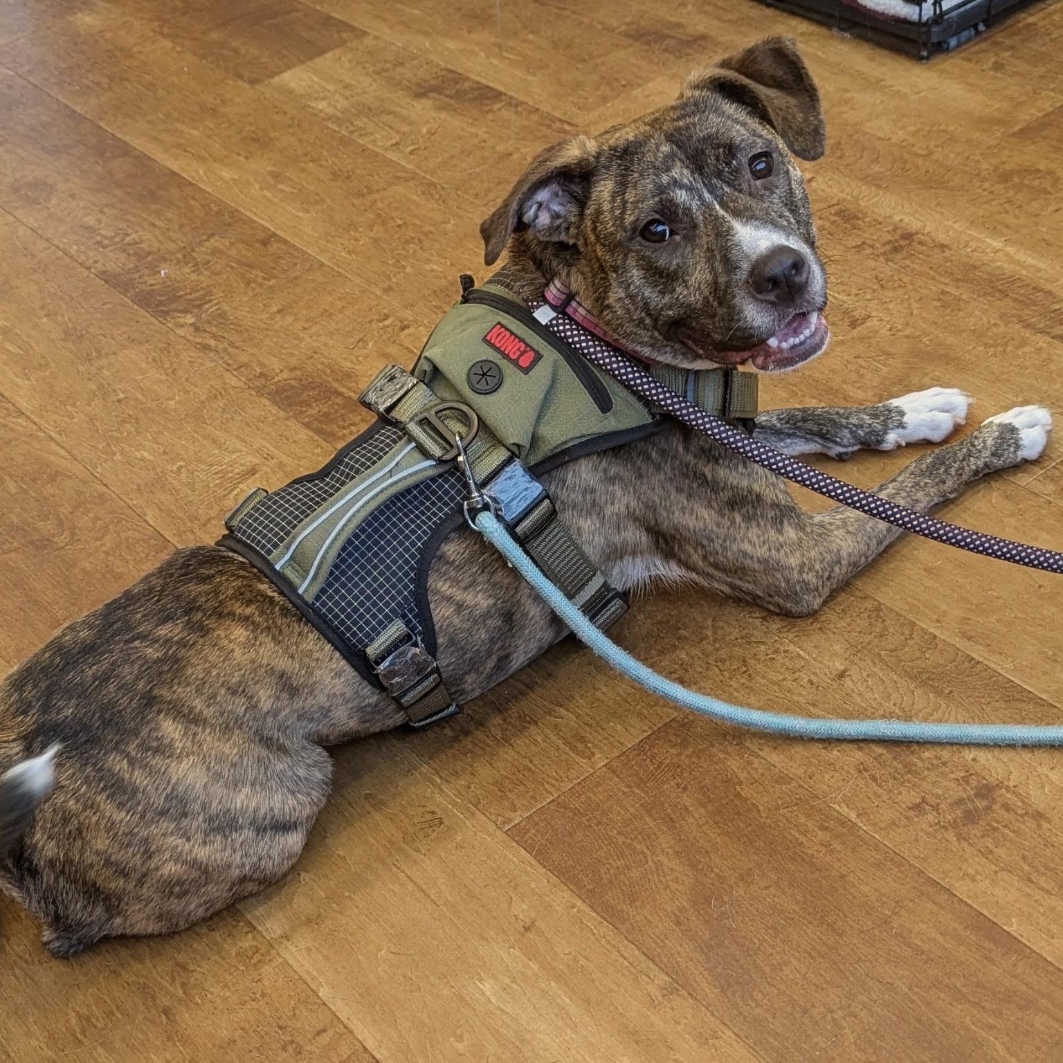 Ariel, a ADOPTABLE Pit Bull Terrier in Paramus, NJ image 3/6