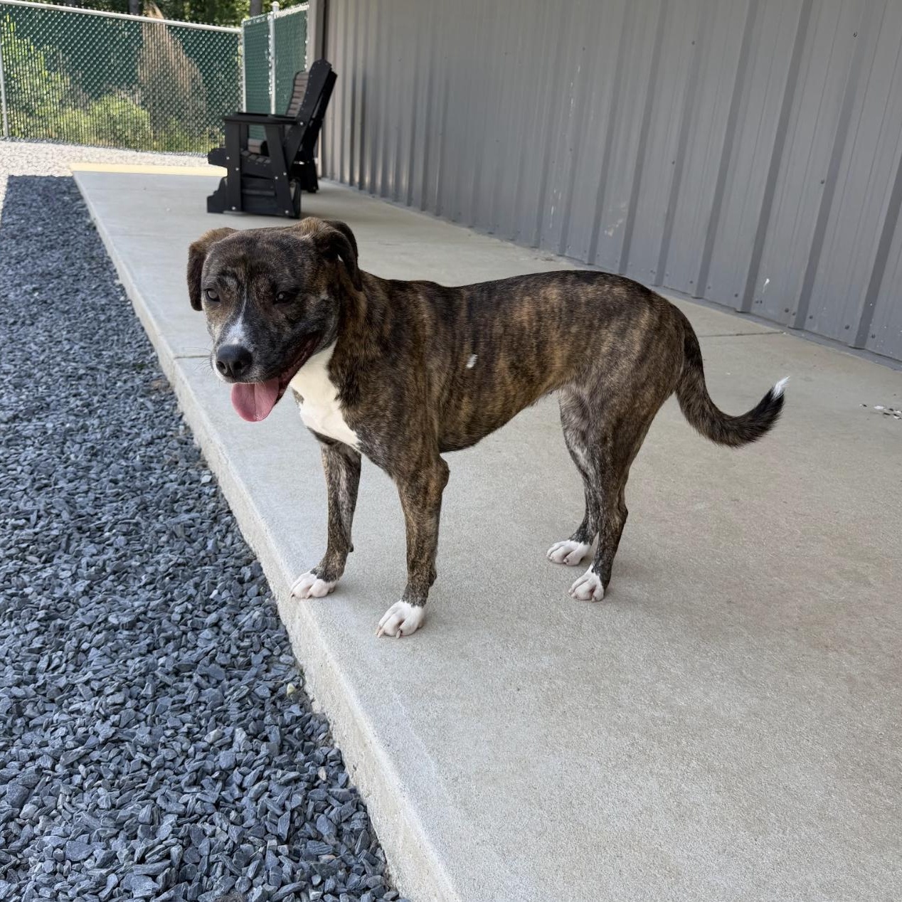 Ariel, a ADOPTABLE mixed breed in Paramus, NJ image 6/6