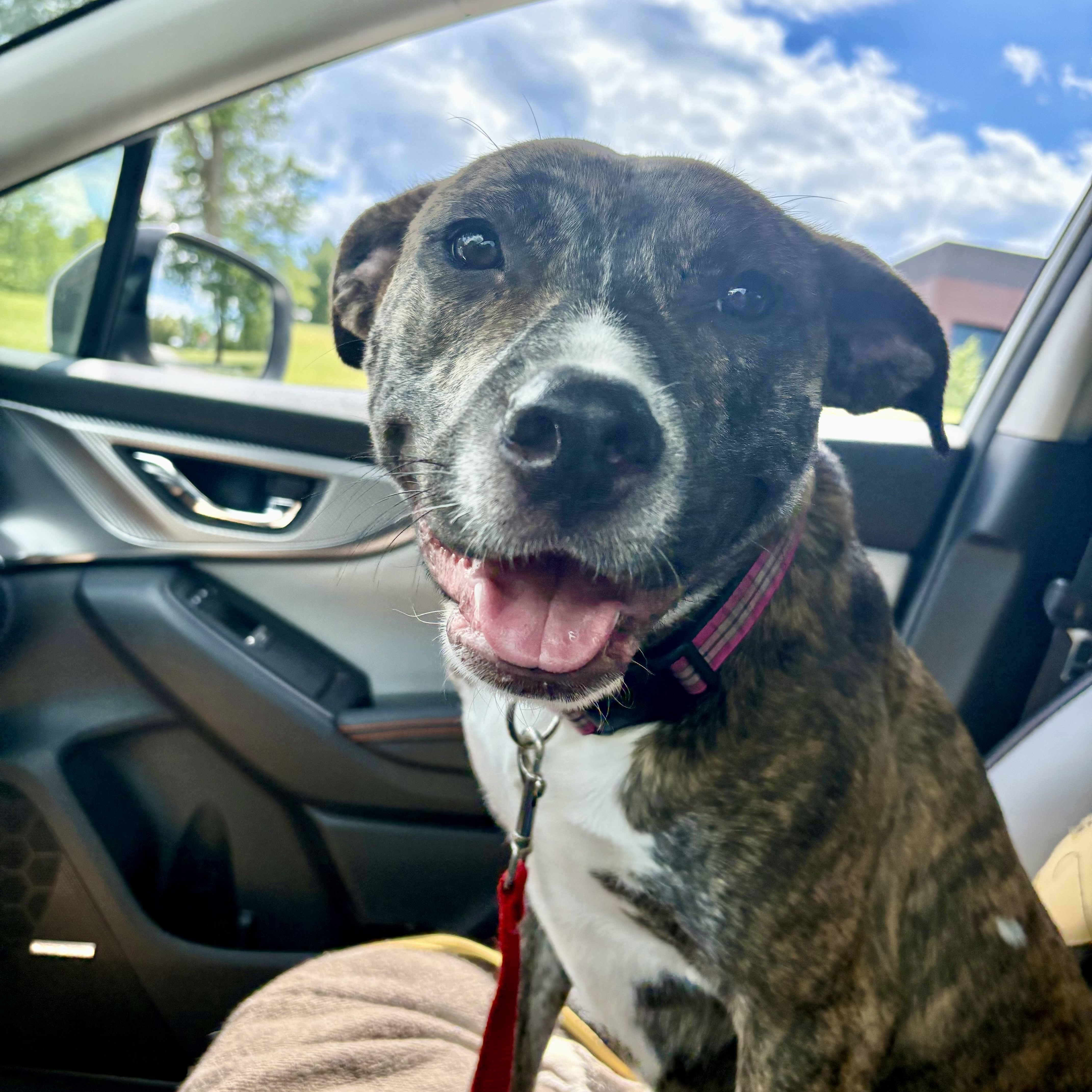 Ariel, a ADOPTABLE Pit Bull Terrier in Paramus, NJ image 1/6