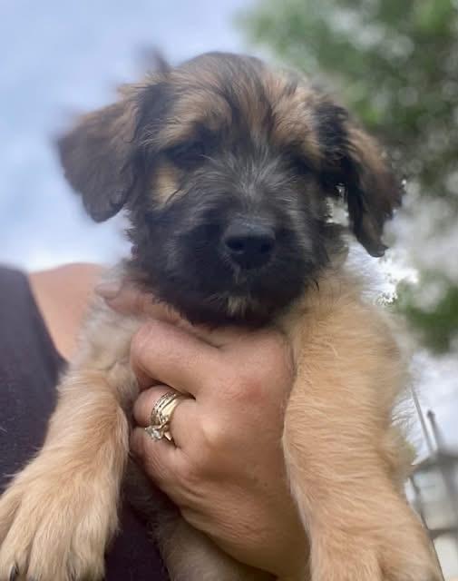 Hazel, an adopted mixed breed in Orland Park, IL image 6/6