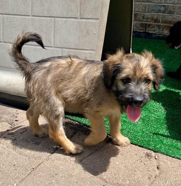 Hazel, an adopted mixed breed in Orland Park, IL image 3/6