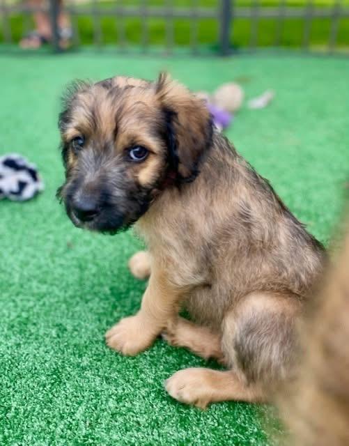 Hazel, an adopted mixed breed in Orland Park, IL image 2/6