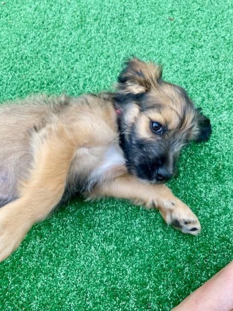 Hazel, an adopted mixed breed in Orland Park, IL image 5/6