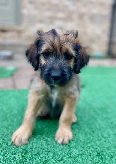 Hazel, adopted, Puppy Female Schnoodle.